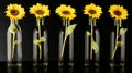 Conceptual Photography: Empty Vases Holding Sunflowers In Radiographic Effect