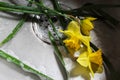 Conceptual photography of yellow daffodils washed in the sink