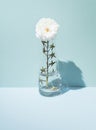 Conceptual setting on a summer theme. A jug of water with a cherry tomato stalk and a white rose flower on top Royalty Free Stock Photo