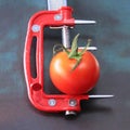 Conceptual still life. Tomato in a red clamp. Offbeat image Royalty Free Stock Photo