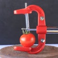Conceptual still life. Tomato in a red clamp. Offbeat image