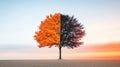 Conceptual Tree Symbolizing Change and Perspective Royalty Free Stock Photo