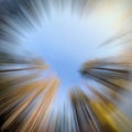 Conceptual upward shot of zoom blur in a forest Royalty Free Stock Photo