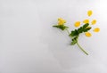 Conceptual work. Woman and nature. Flower and the silhouette of a woman head on a white background