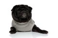 Concerned pug looking away and making a funny face Royalty Free Stock Photo