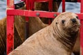 concerned sea lion stares at the camera