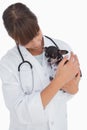 Concerning vet holding a cute chihuahua Royalty Free Stock Photo