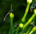 Concert of invertebrates over plants