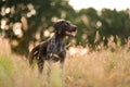 Concetrated brown dog standing among the gold spikelets