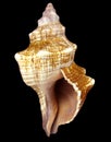 Conch