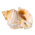 Conch cockleshell is isolated on white background Royalty Free Stock Photo