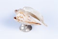 Conch cockleshell on white background Royalty Free Stock Photo