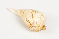 Conch cockleshell on white background Royalty Free Stock Photo