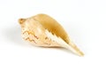 Conch cockleshell on white background Royalty Free Stock Photo