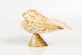 Conch cockleshell on white background Royalty Free Stock Photo