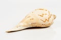 Conch cockleshell on white background Royalty Free Stock Photo