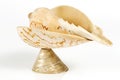 Conch cockleshell on white background Royalty Free Stock Photo