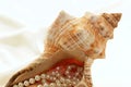 Conch filled with pearls Royalty Free Stock Photo