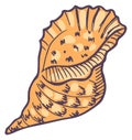 Conch icon. Hand drawn nautical shell sketch