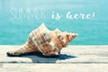 Conch on a pier and text summer is here Royalty Free Stock Photo