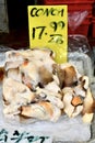 Conch for Sale