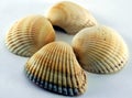 Conch of sea shell Royalty Free Stock Photo