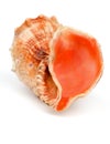 Conch Sea Shell Royalty Free Stock Photo