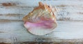 Conch sea shell on white rustic wood Royalty Free Stock Photo
