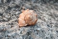 Conch of sea snail on a rock somewhere the coast front view shallow depth field Royalty Free Stock Photo