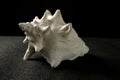 Conch sea snail white shell