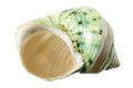 Conch Seashell Royalty Free Stock Photo