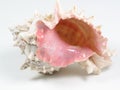 Conch Shell