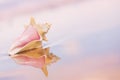 Conch Shell Royalty Free Stock Photo
