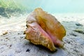 Conch shell