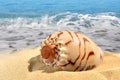 Conch shell Royalty Free Stock Photo