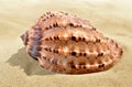 Conch shell Royalty Free Stock Photo