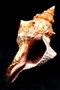 Conch Shell Royalty Free Stock Photo