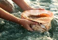 Conch shell