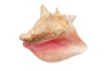 Conch shell