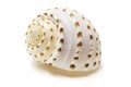 Conch Shell Royalty Free Stock Photo