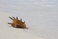 CONCH SHELL ON BEACH Royalty Free Stock Photo