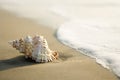 Conch shell on beach Royalty Free Stock Photo