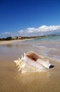 Conch shell on beach