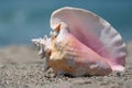 Conch shell on beach Royalty Free Stock Photo