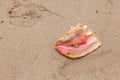 Conch Shell On Beach