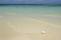 Conch shell on the beach at Bones Bight, Anegada, BVI Royalty Free Stock Photo