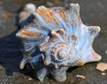 Conch Shell Bulls Island South Carolina Royalty Free Stock Photo