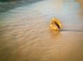 Conch shell beach Caribbean Royalty Free Stock Photo