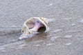 Conch shell on the beach Royalty Free Stock Photo