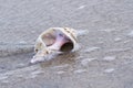 Conch shell on the beach Royalty Free Stock Photo
